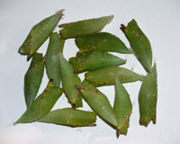 куколки бабочек Graphium agamemnon